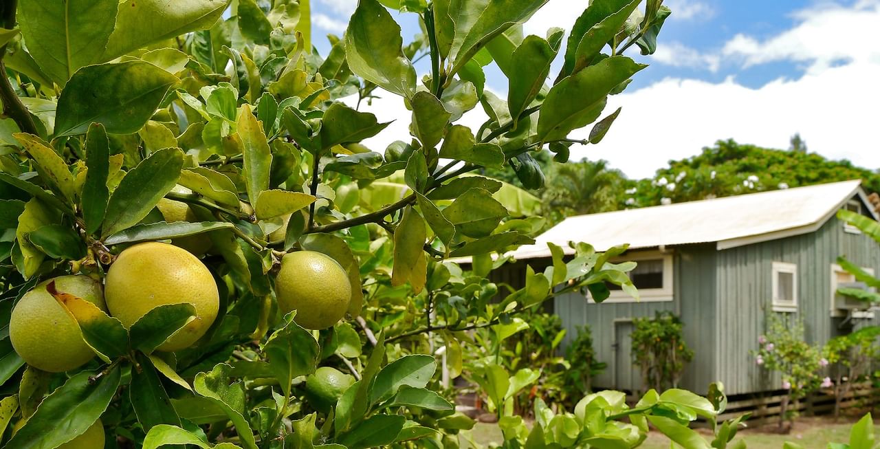 Fruit tree