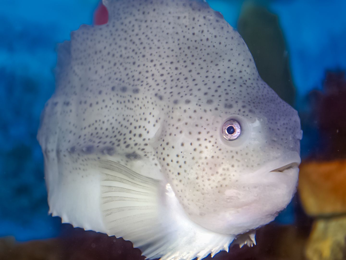 Close-up of a fish at Wood Hole Aquarium near Falmouth Tides 