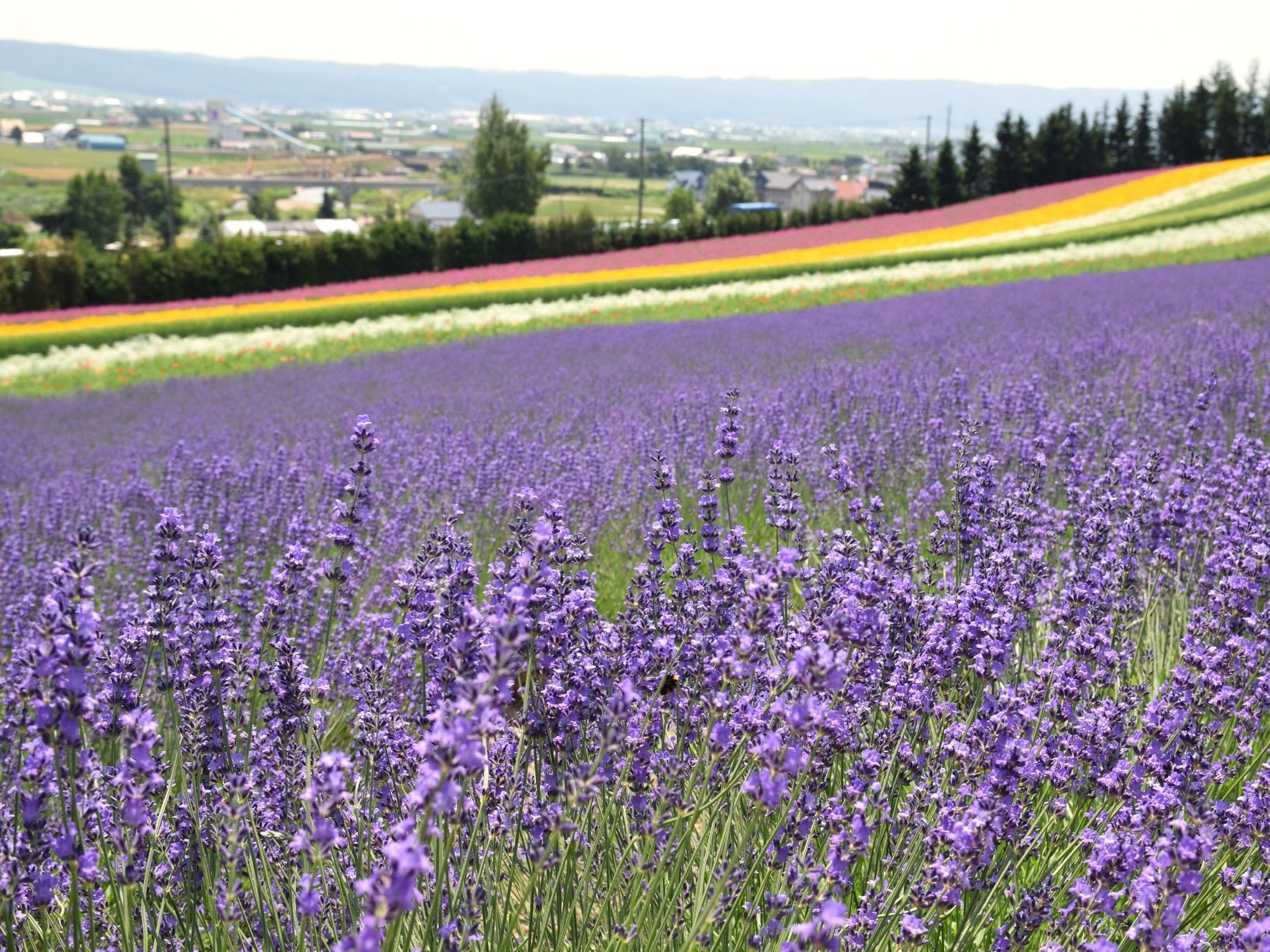 Best Summer Vacation Hokkaido | Grand Park Otaru