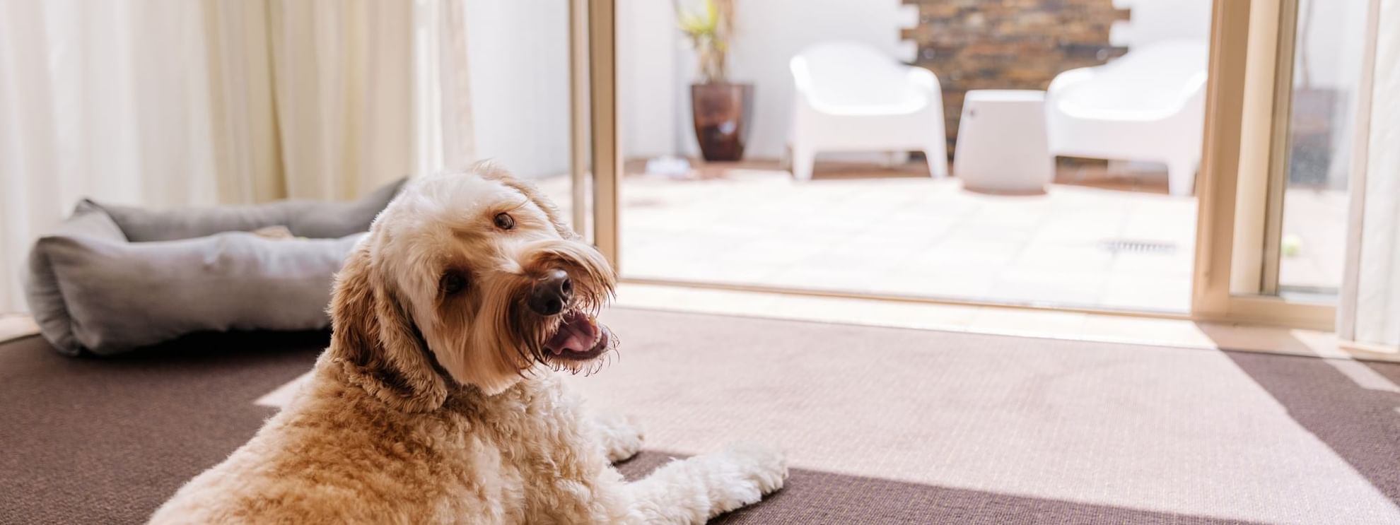 Dog Friendly Rooms Gold Coast