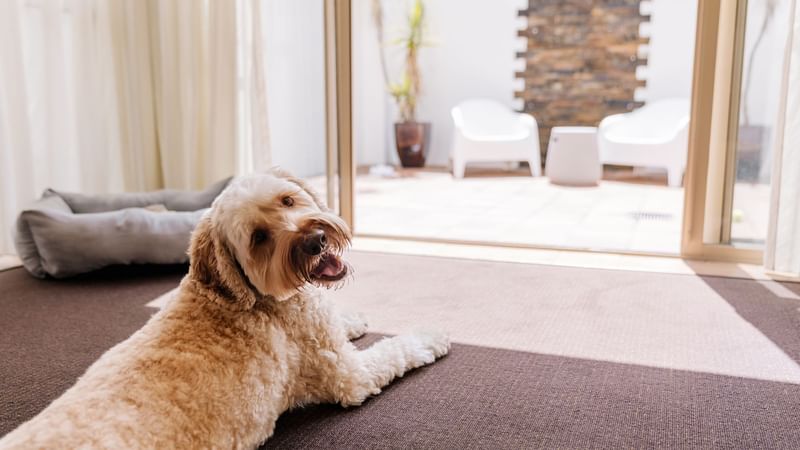 Dog Friendly Rooms Gold Coast