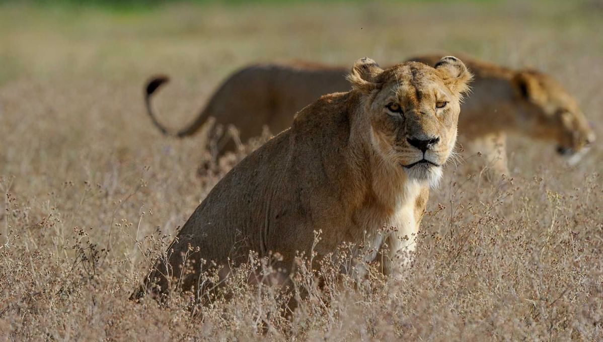 Two Lionesses captured in the wild near Ngorongoro Serena