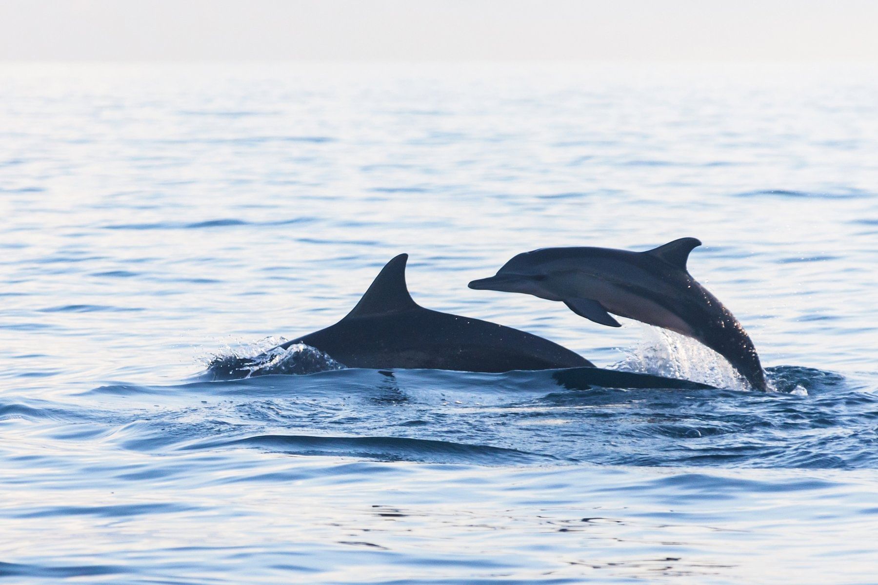 Finding old dolphin friends and other life lessons at the Jersey Shore