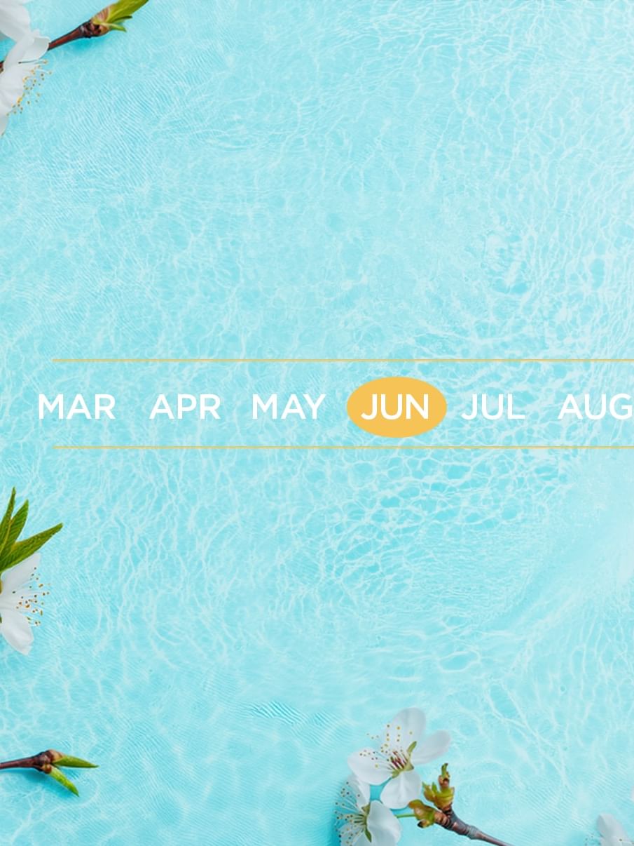 Seasonal banner with white blossoms, a yellow daffodil, and months on light blue water used at Warwick Hotels & Resorts