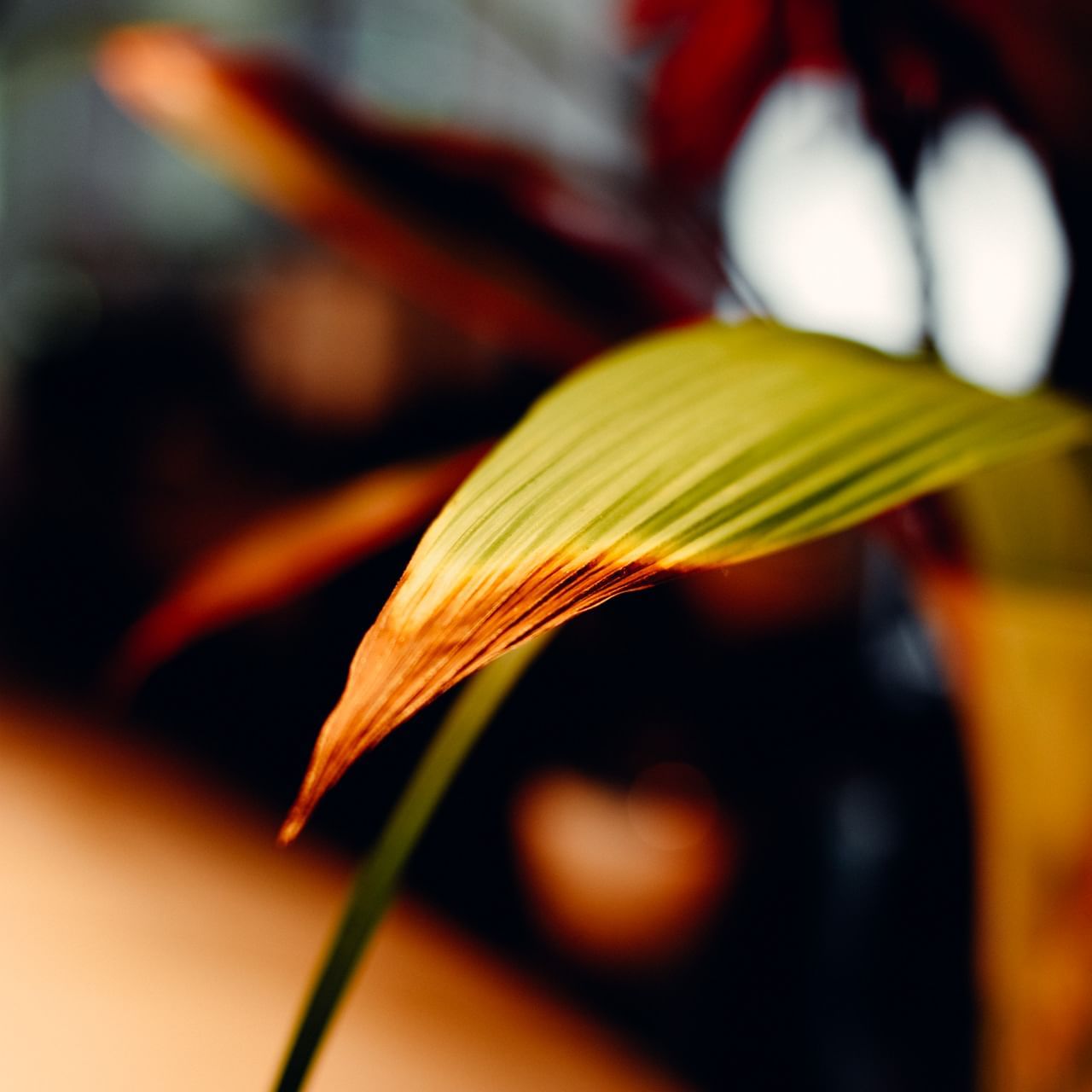 Closeup of a leaf at La Cantera Lodge de Selva