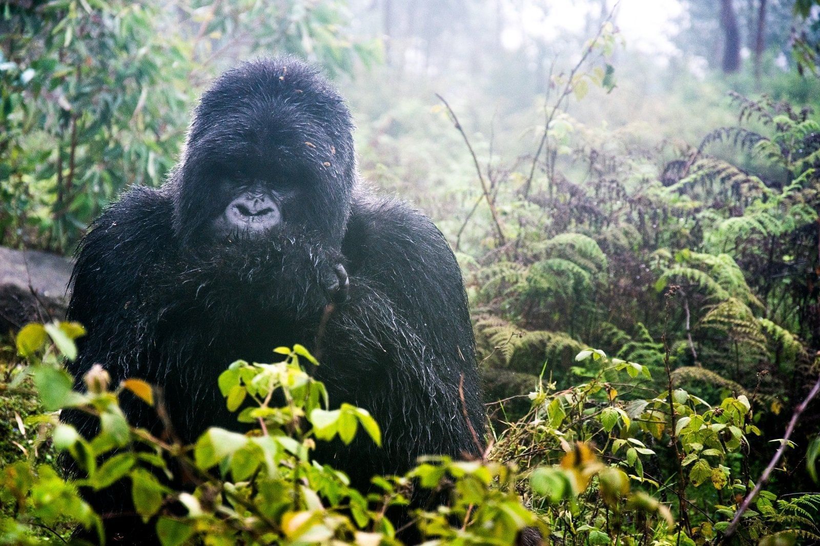 Gorilla at Volcanoes National Park near Lake kivu Serena Hotel