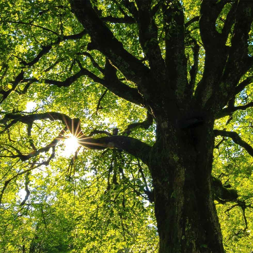 Sun rays touch an old oak tree near Falkensteiner Hotels