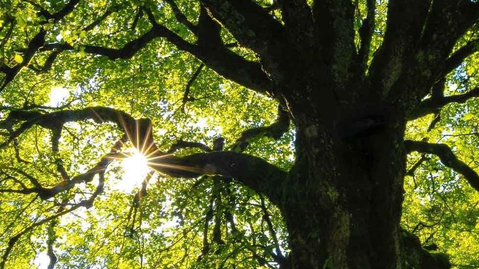 Sun rays touch an old oak tree near Falkensteiner Hotels