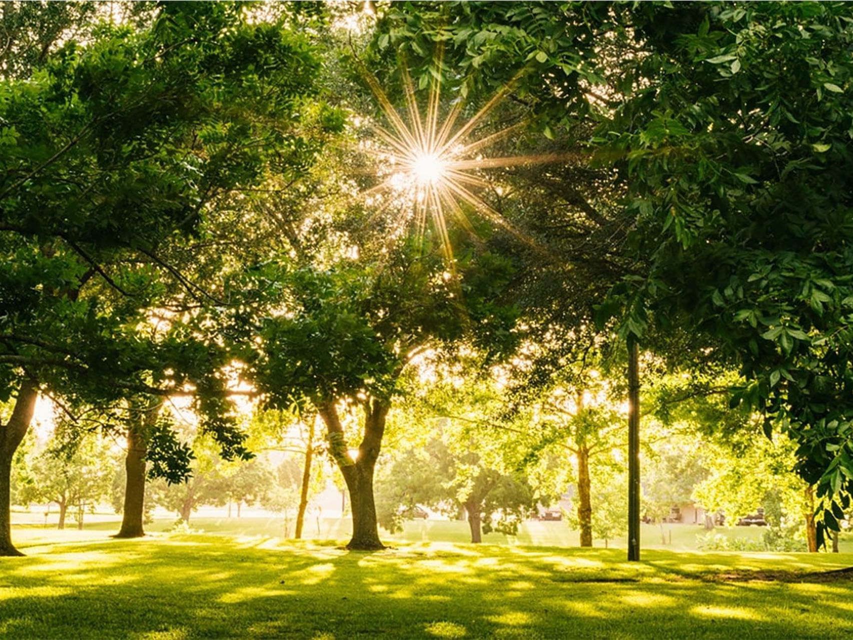Trees and sunrays in Park at Precise Bad Reichenhall Bavaria