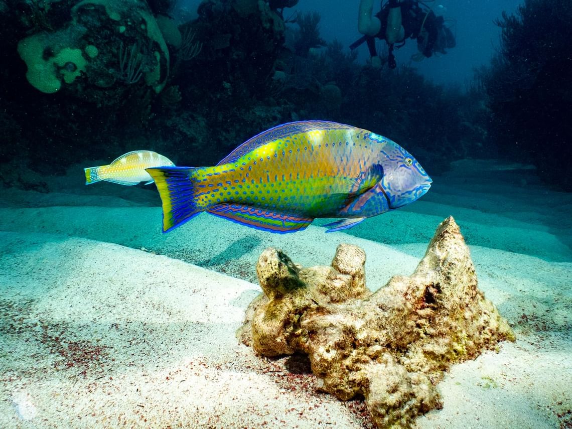 Snorkeling Trips Pompano Beach Club Meeting Venues city