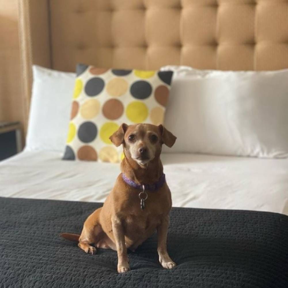 Dog-Friendly Hotel in Asbury Park New Jersey