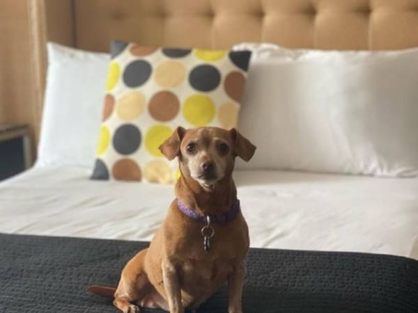 Pet Friendly Hotel Rooms in Asbury Park New Jersey