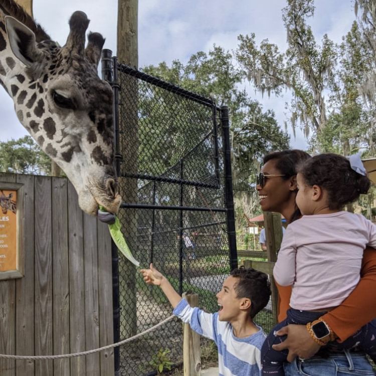 A woman carrying a child and a boy feeding a giraffe lettuce at the Central Florida Zoo.