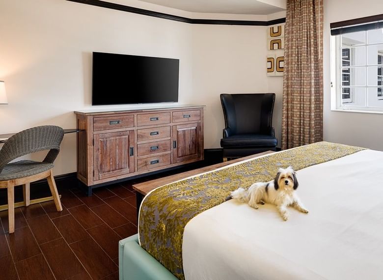 A hotel room with a bed, TV, chair, and window, and a small dog on the bed.