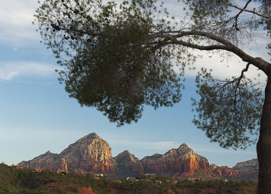 Tree with Arizona canyons in the background.