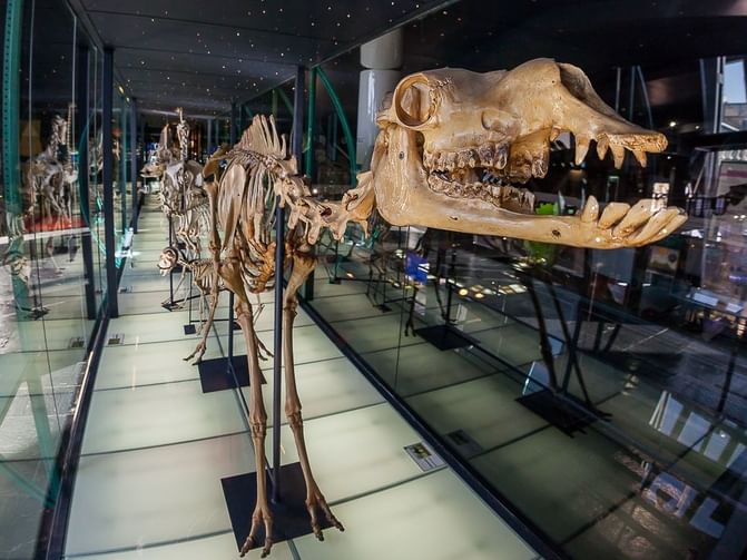 Elder Museum für Wissenschaft und Technologie