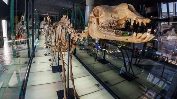 Elder Museum für Wissenschaft und Technologie