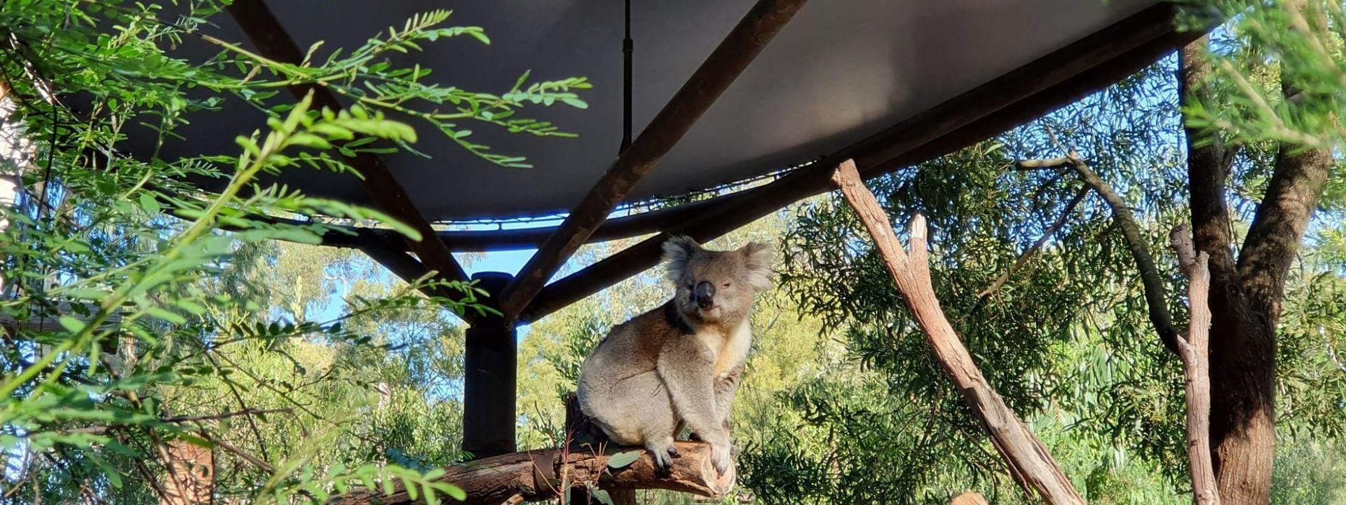 Koala captured in Healesville Sanctuary, Novotel Glen Waverley