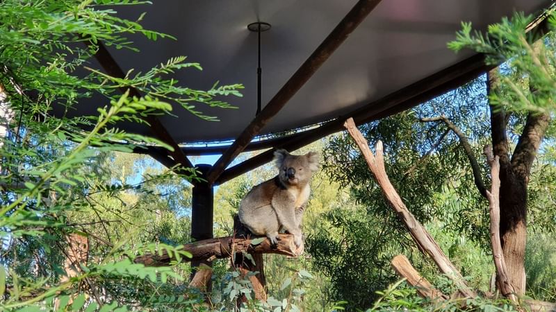 Koala captured in Healesville Sanctuary, Novotel Glen Waverley