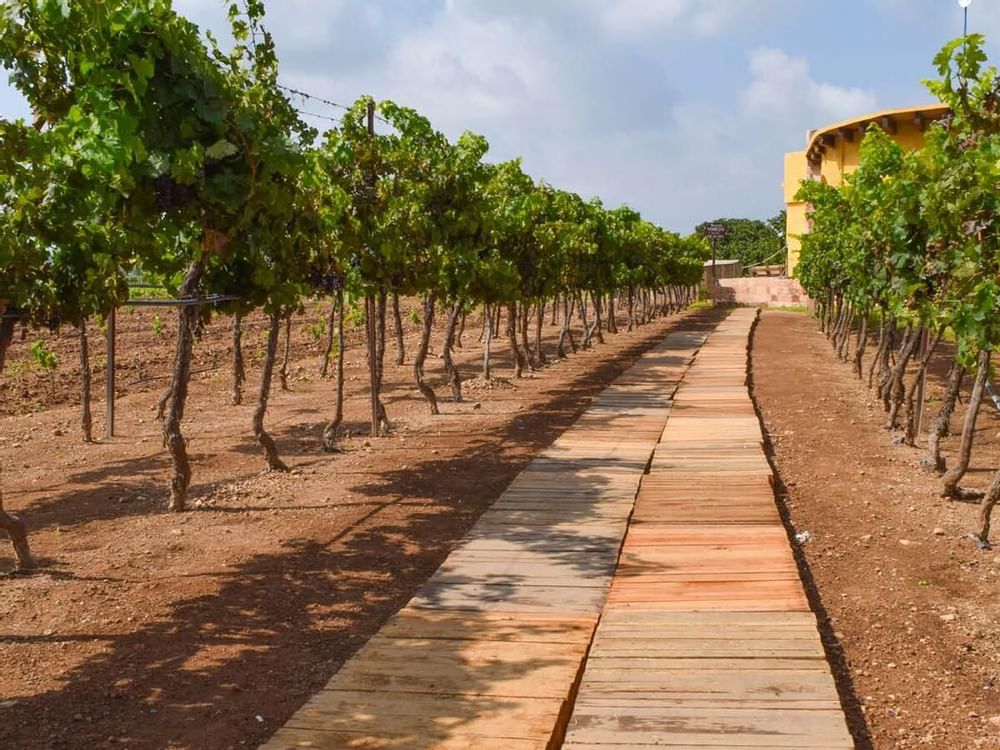 A vineyard of Puerta del Lobo near La Colección Resorts