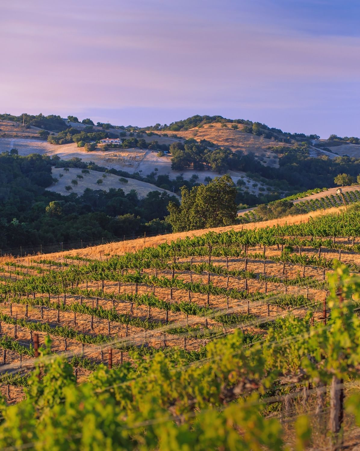 Lorem ipsum Vineyard at Allegretto Vineyard Resort in Paso Robles