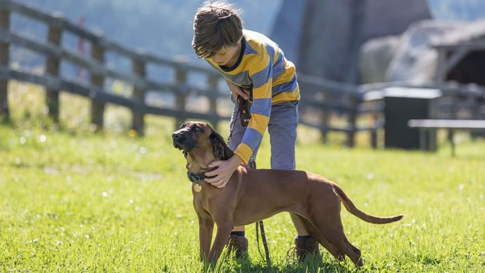 Junges Kind streichelt einen braunen Hund an einer Leine auf einem grünen Feld.