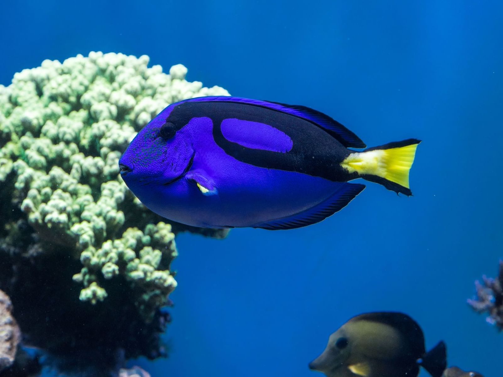 Monterey Bay Aquarium