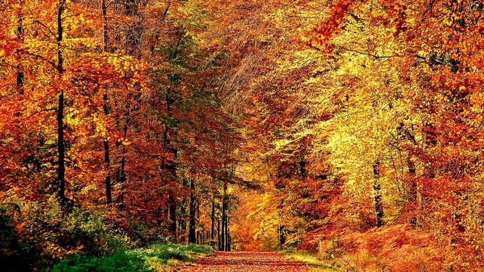 Pathway through a Stunning Autumn forest near Originals Hotels