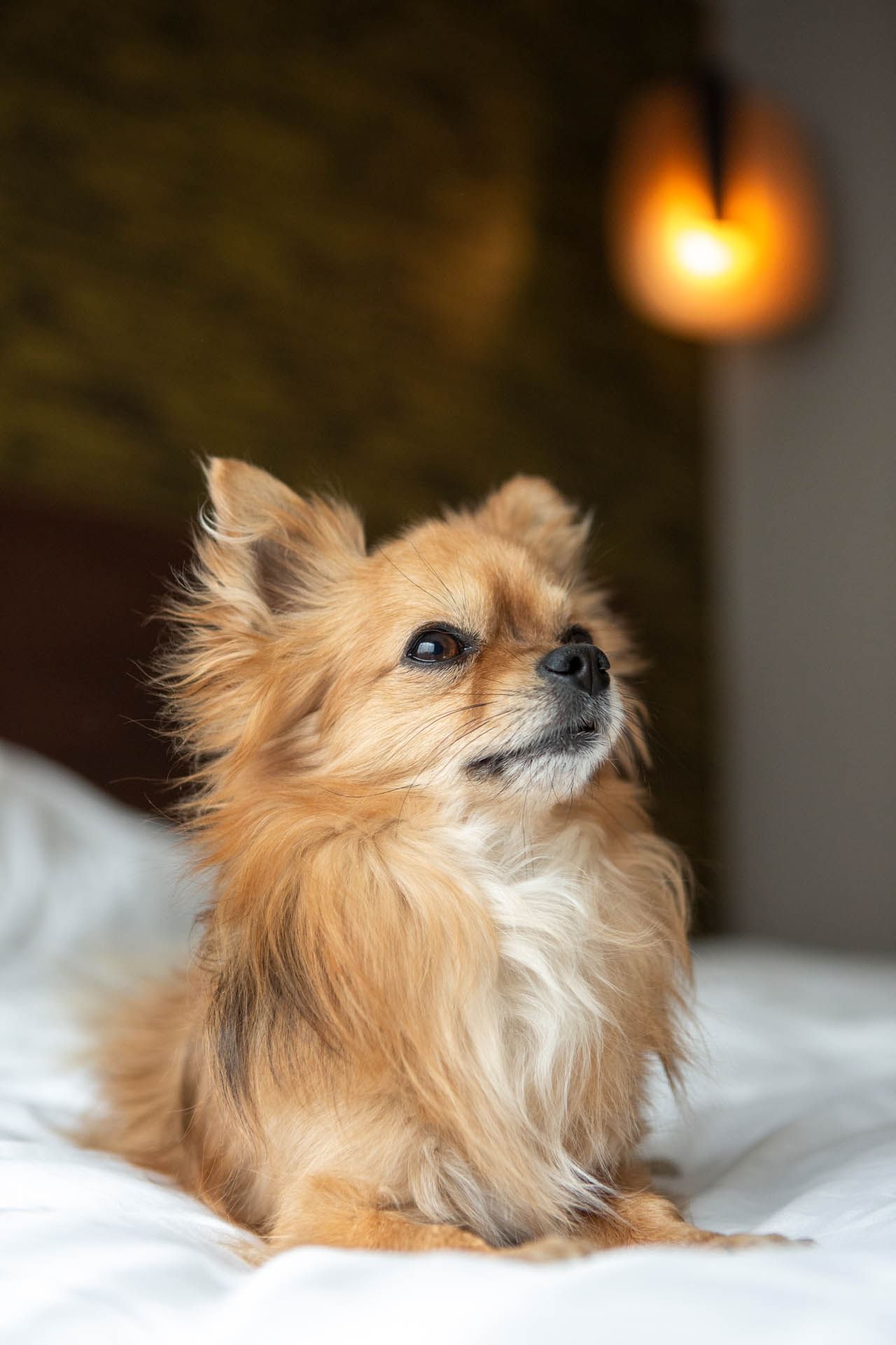 Gros plan d'un chiot à l'Oceania Paris Porte de Versailles