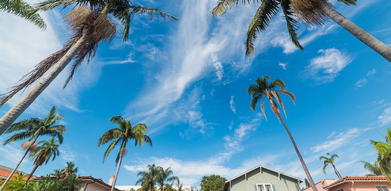 California Palms