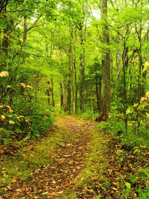 Landscape view of the Nature Trail surrounded by green trees at Cove Pocono Resorts