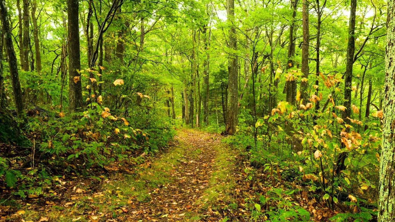 Landscape view of the Nature Trail surrounded by green trees at Cove Pocono Resorts