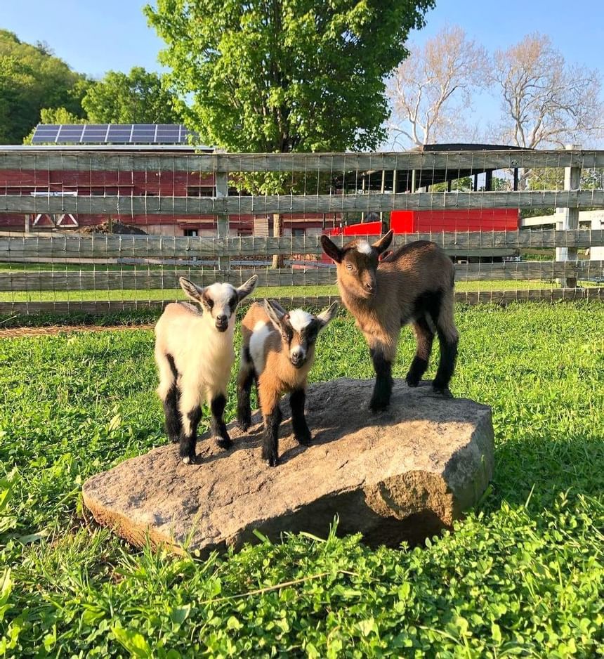 Nigerian Dwarf goats with brown and white fur stand on a large rock in a grassy field on a farm near Avon Old Farms Hotel
