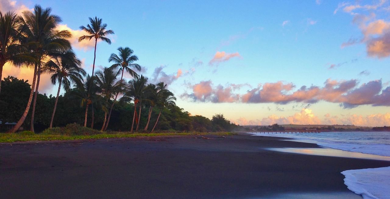 Beach and palm trees