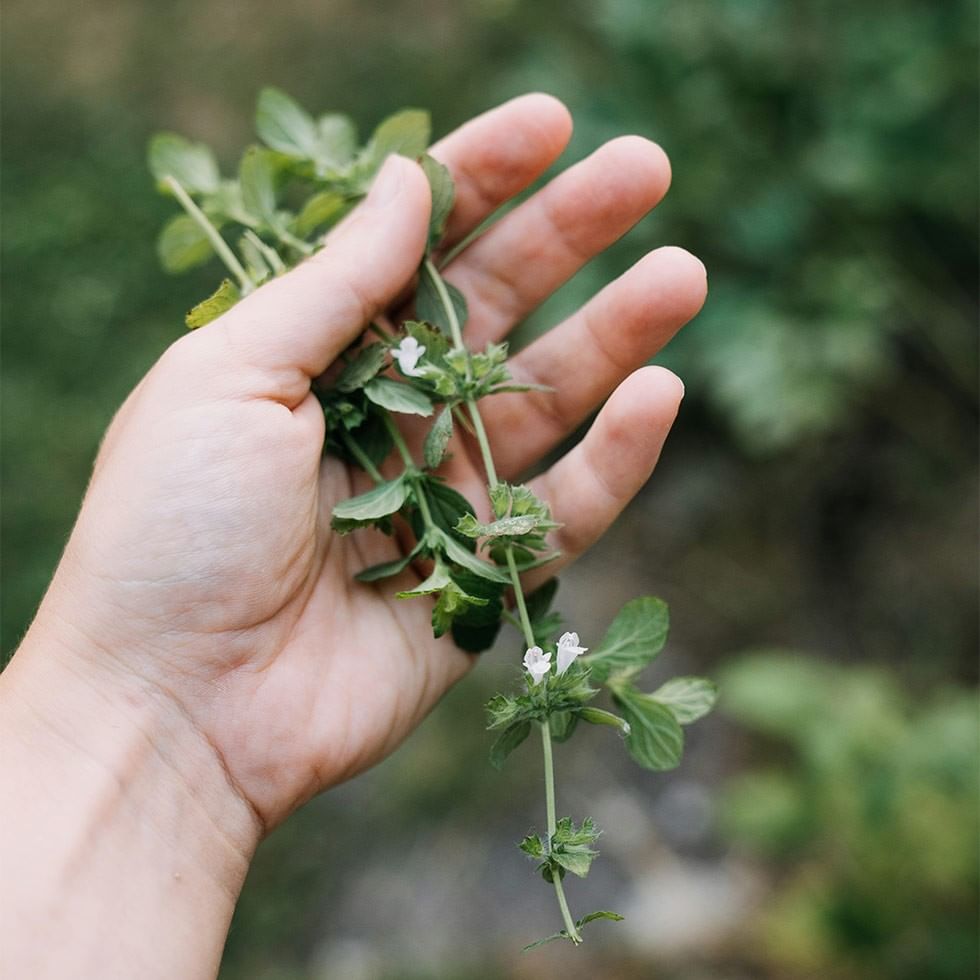 A hand holds a branch of a small plant with white flowers at Herbal Wonderland.