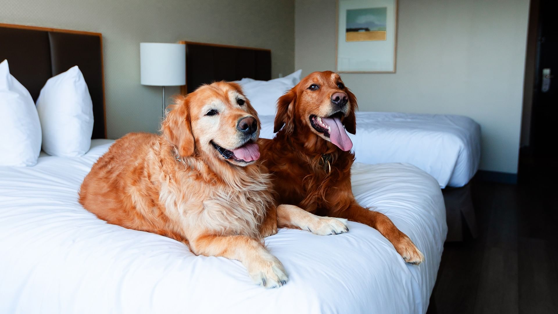 Two golden retrievers with their tongues out lay on a bed with white sheets and pillows.