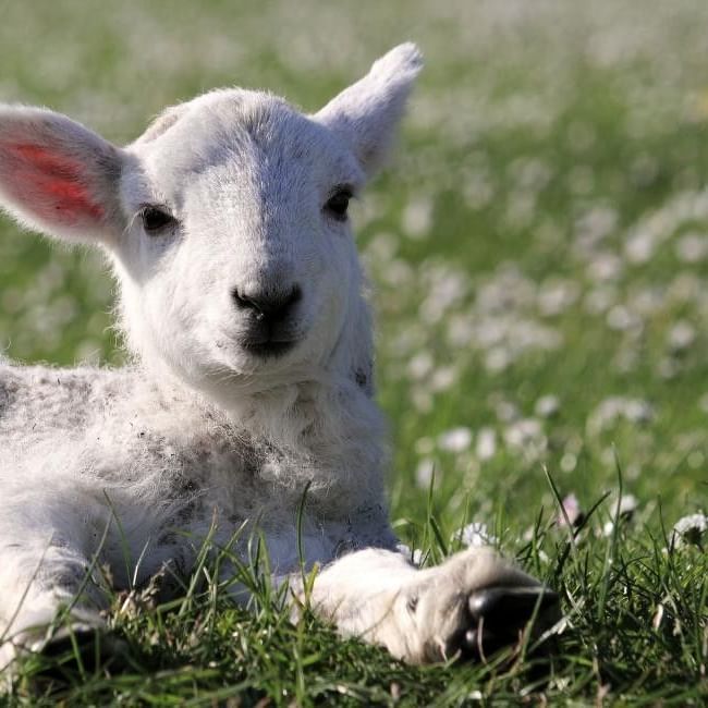 Lamb laying on grass with flowers during Berkshire Open Lambing Weekend Near Wokingham.