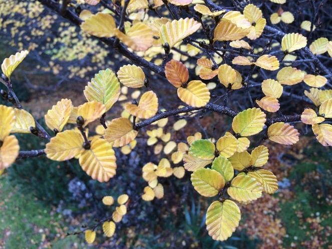 Fagus on Temperate Forest near Cradle Mountain Hotel