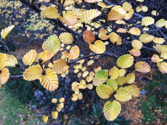 Fagus on Temperate Forest near Cradle Mountain Hotel