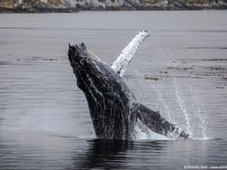 Humpback whale jumping out of the water near Hotel Cabo