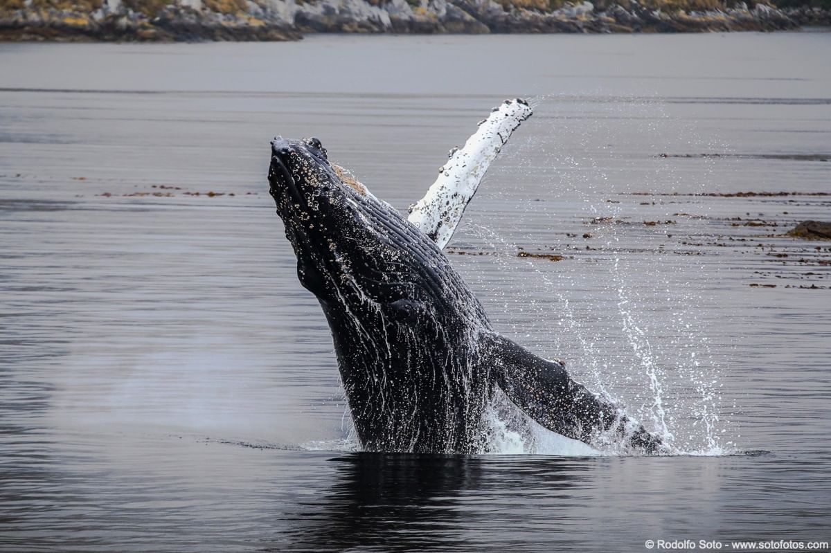 Humpback whale jumping out of the water near Hotel Cabo