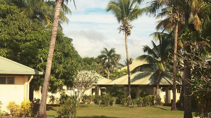 Coconut trees in the backyard of the Tokatoka Resort