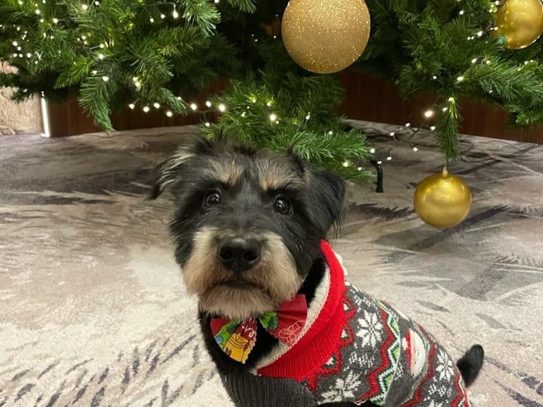 Pet Friendly Hotels Aberdeen Sandman Signature Aberdeen