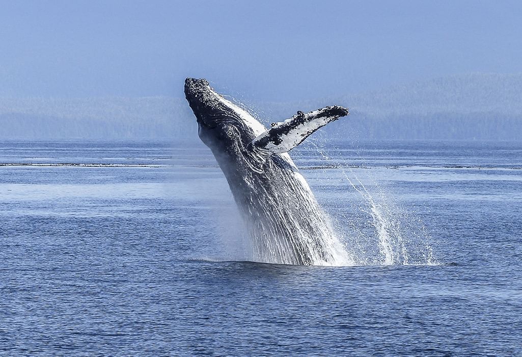whale breaching water