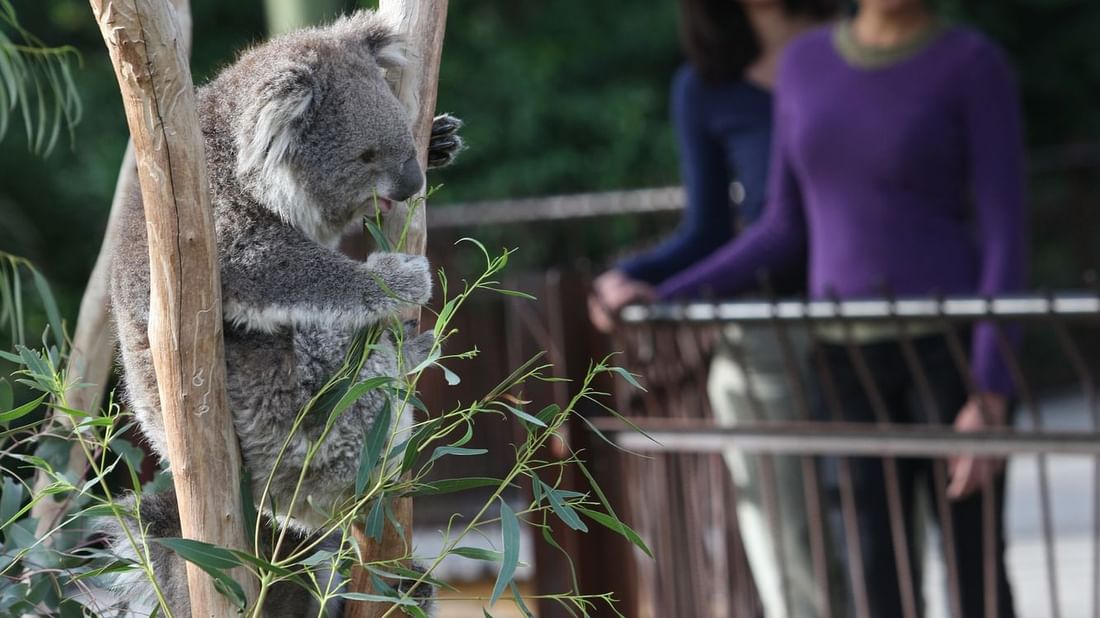 5 star Accommodation Melbourne CBD | Melbourne Hotels | CBD Melbourne