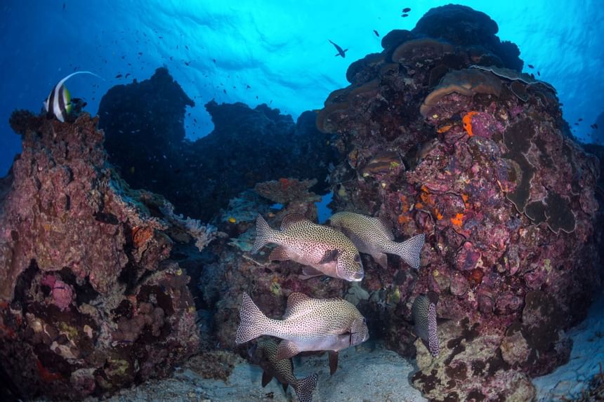 3 Fishes in between corals near Heron Island Resort