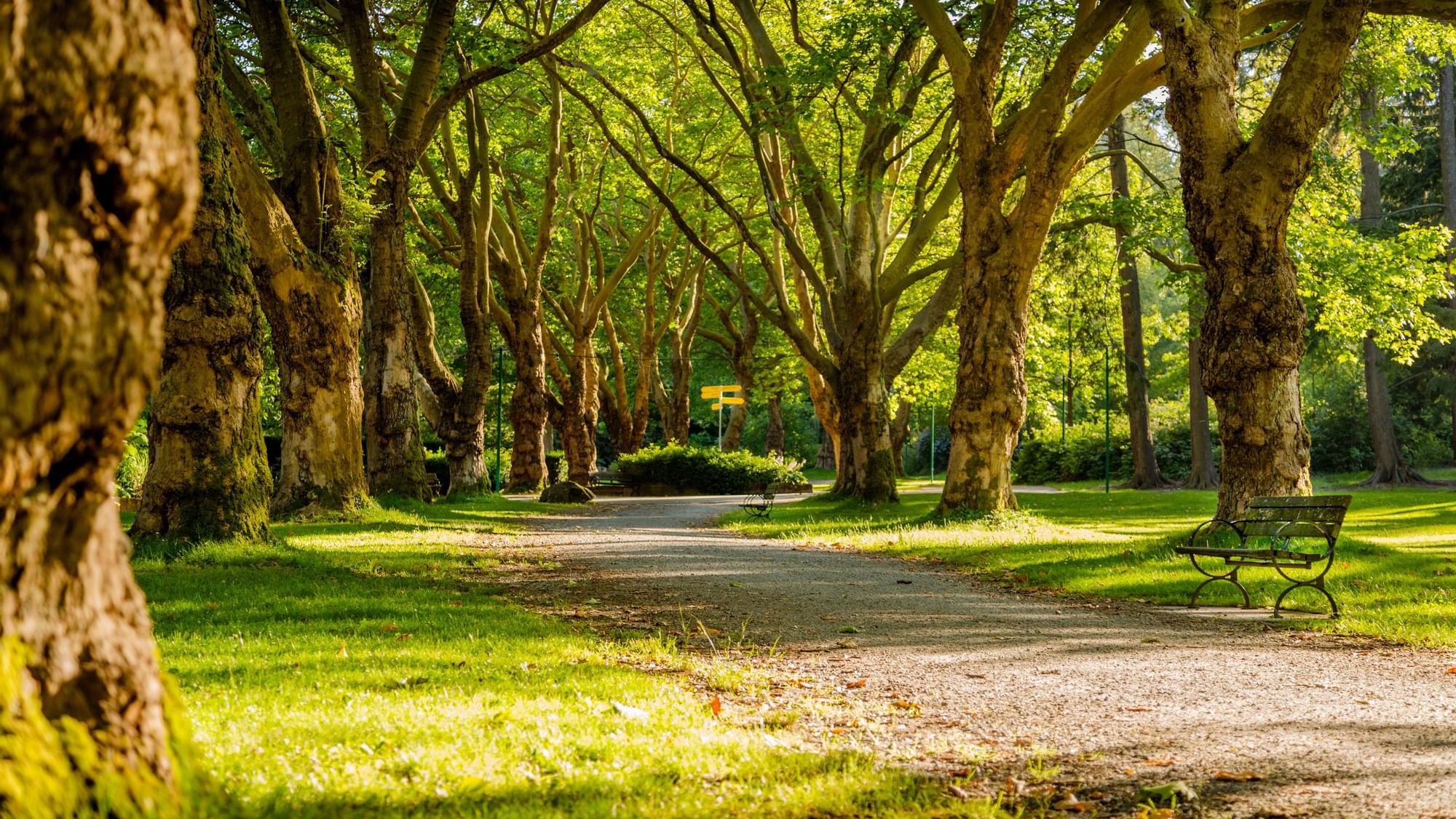 Walkway between trees in Mississauga park near Originals Hotels