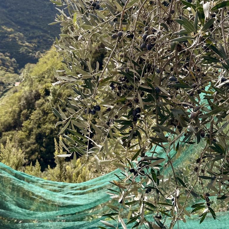 Olive tree branches with olives, partially covered by a green net, against a backdrop of greenery.