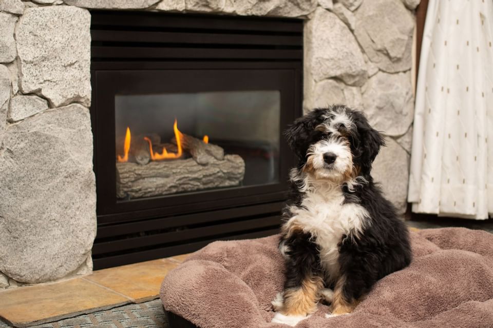 Puppy posing on a cozy dog bed by a fireplace at Blackcomb Springs Suites