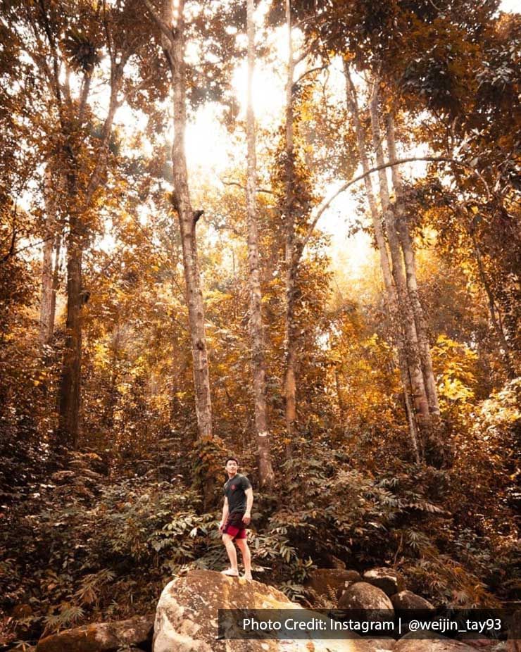 A man was standing on a rock in the forest - Lexis Suites Penang